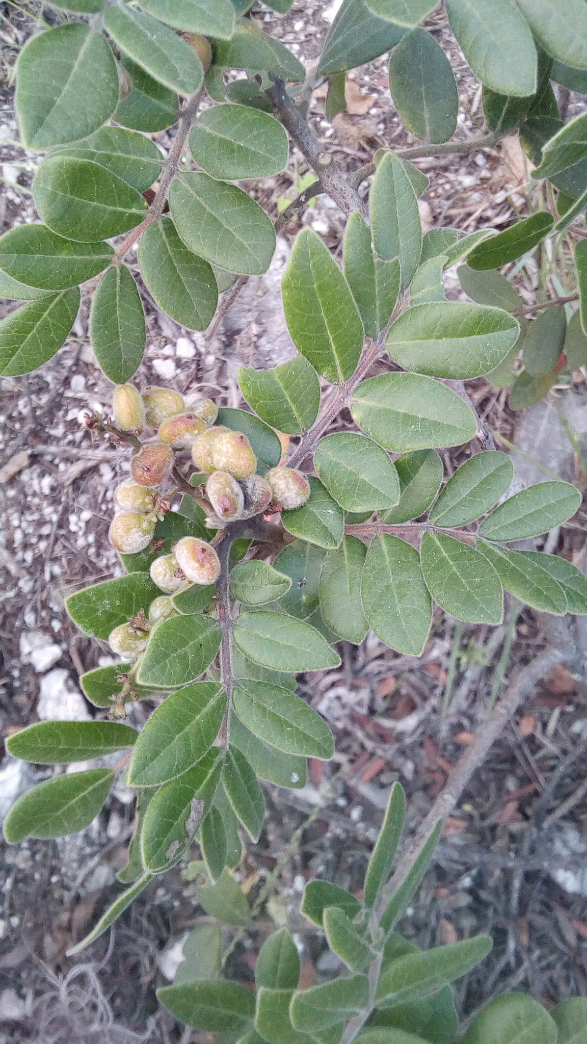 Rhus pachyrrhachis